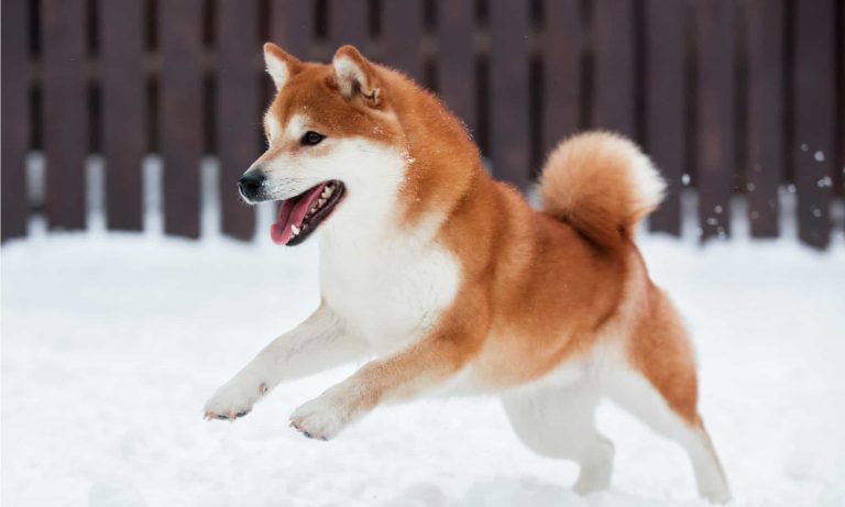 A Hidden Pattern On Dogecoin’s Chart Could Change Everything