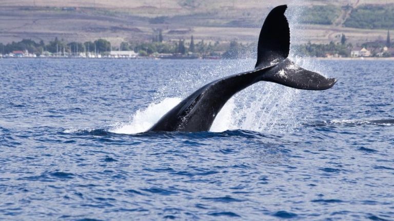 'OG' Whale Raises Bearish BTC Bet Worth Over $400M